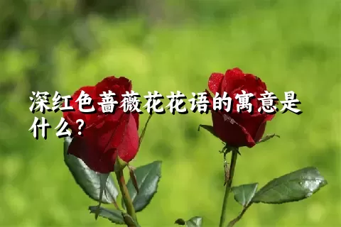 深红色蔷薇花花语的寓意是什么？