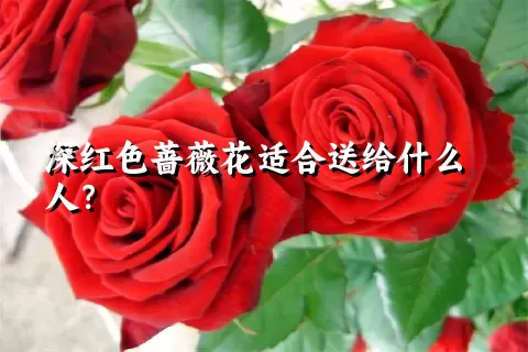 深红色蔷薇花适合送给什么人？