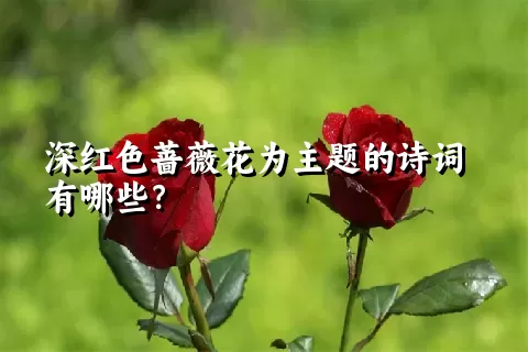 深红色蔷薇花为主题的诗词有哪些？