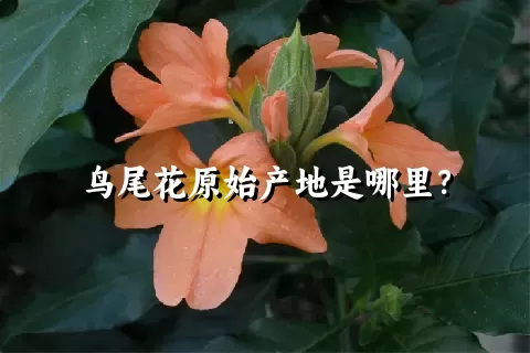 鸟尾花原始产地是哪里？