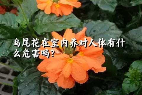 鸟尾花在室内养对人体有什么危害吗？