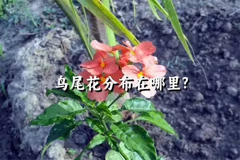 鸟尾花分布在哪里?