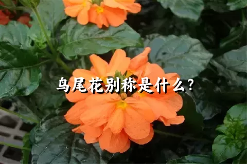 鸟尾花别称是什么？