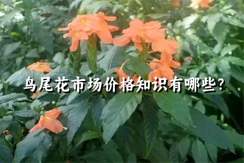 鸟尾花市场价格知识有哪些？