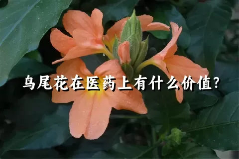 鸟尾花在医药上有什么价值？