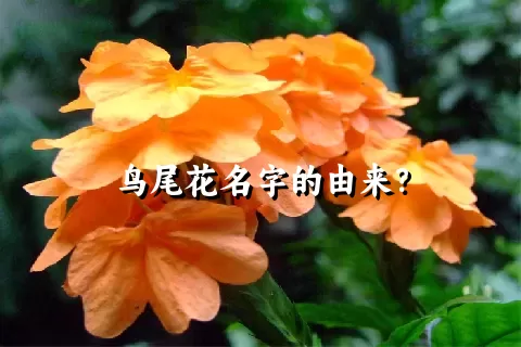 鸟尾花名字的由来？