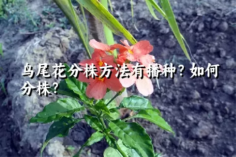 鸟尾花分株方法有播种？如何分株？