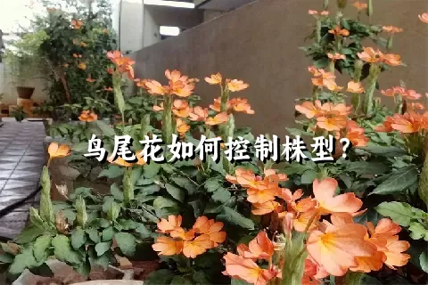 鸟尾花如何控制株型？