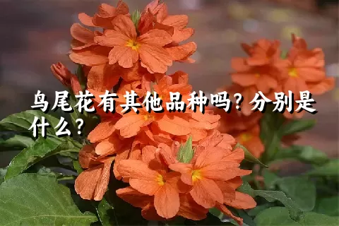 鸟尾花有其他品种吗？分别是什么？