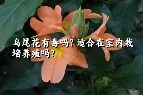 鸟尾花有毒吗？适合在室内栽培养殖吗？