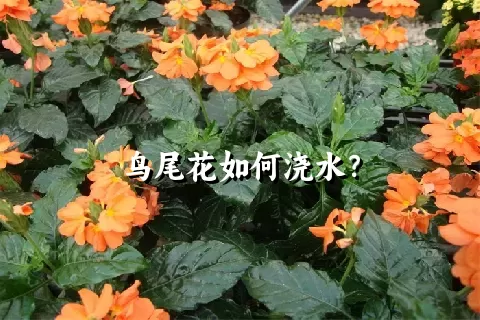 鸟尾花如何浇水？