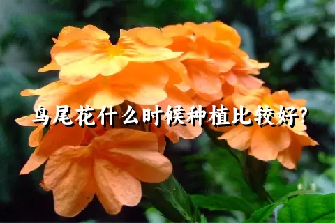 鸟尾花什么时候种植比较好？