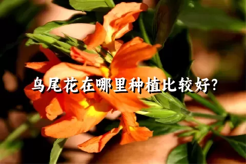 鸟尾花在哪里种植比较好？