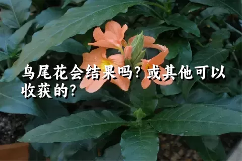 鸟尾花会结果吗？或其他可以收获的？