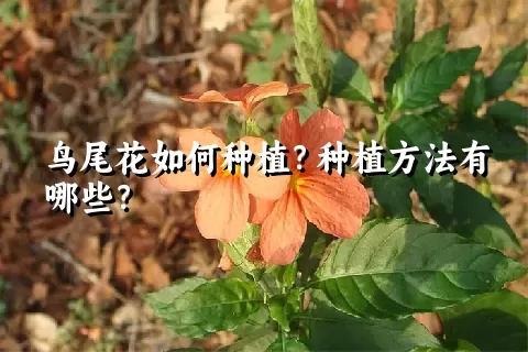 鸟尾花如何种植？种植方法有哪些？