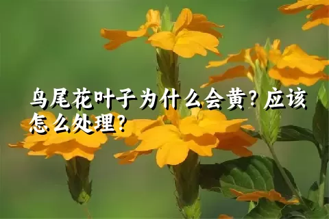 鸟尾花叶子为什么会黄？应该怎么处理？