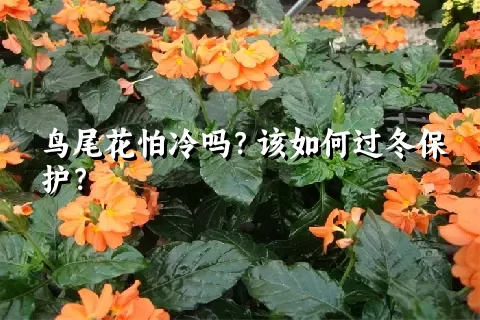 鸟尾花怕冷吗？该如何过冬保护？