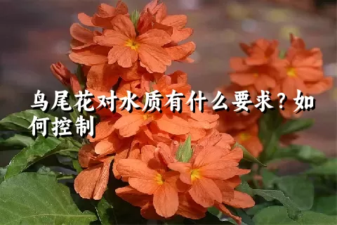 鸟尾花对水质有什么要求？如何控制