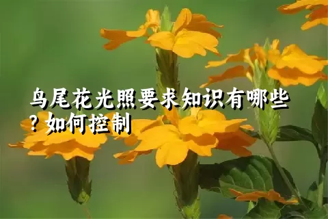 鸟尾花光照要求知识有哪些？如何控制