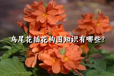 鸟尾花插花构图知识有哪些？