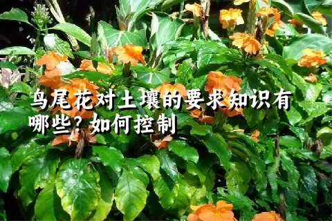 鸟尾花对土壤的要求知识有哪些？如何控制