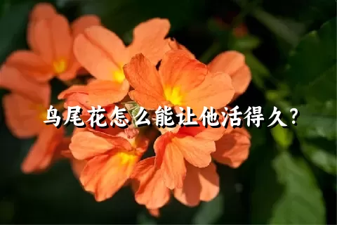 鸟尾花怎么能让他活得久？