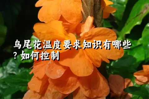 鸟尾花温度要求知识有哪些？如何控制