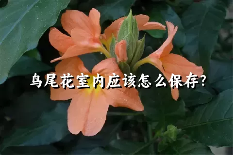 鸟尾花室内应该怎么保存？