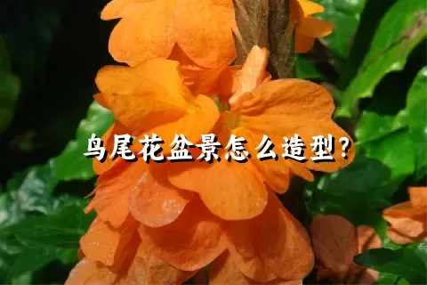 鸟尾花盆景怎么造型？