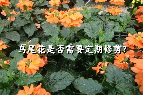 鸟尾花是否需要定期修剪？