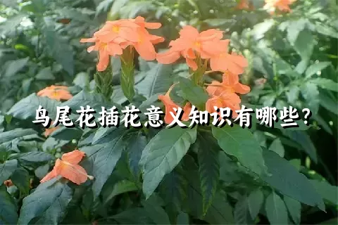 鸟尾花插花意义知识有哪些？