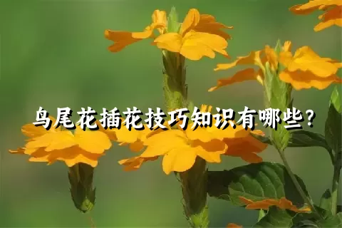 鸟尾花插花技巧知识有哪些？