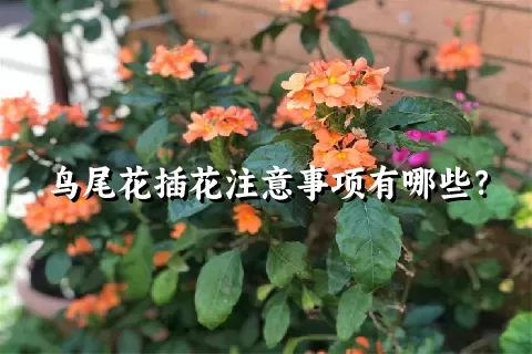 鸟尾花插花注意事项有哪些？