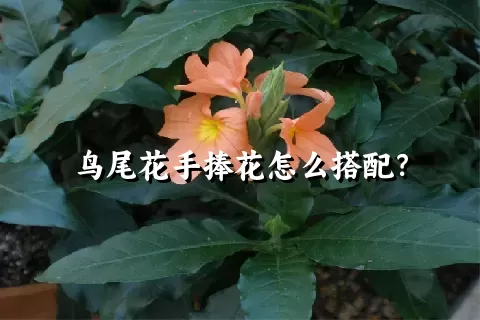 鸟尾花手捧花怎么搭配？