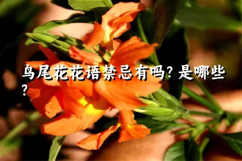 鸟尾花花语禁忌有吗？是哪些？