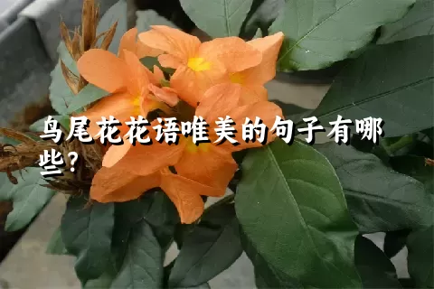 鸟尾花花语唯美的句子有哪些？