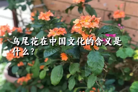 鸟尾花在中国文化的含义是什么？