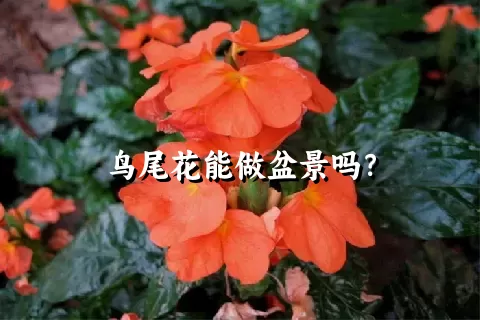 鸟尾花能做盆景吗？