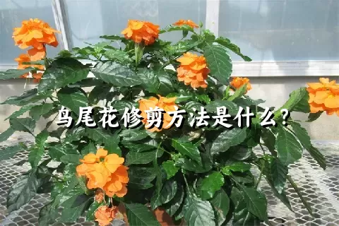 鸟尾花修剪方法是什么？