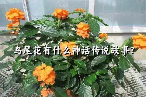 鸟尾花有什么神话传说故事？