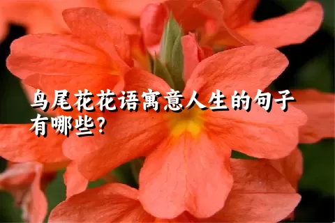 鸟尾花花语寓意人生的句子有哪些？