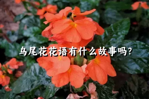 鸟尾花花语有什么故事吗？