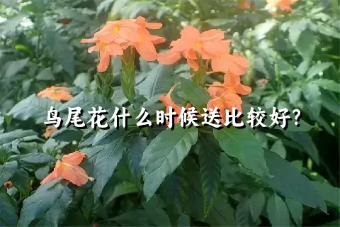 鸟尾花什么时候送比较好？