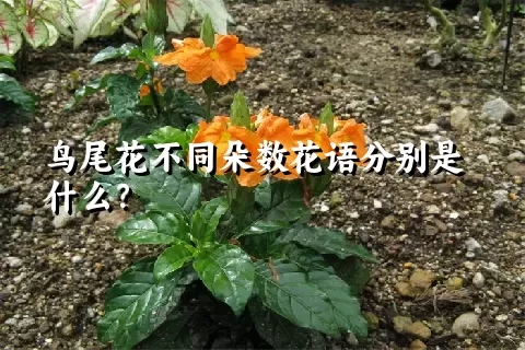 鸟尾花不同朵数花语分别是什么？