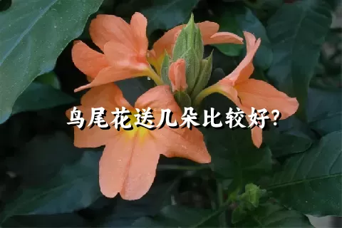 鸟尾花送几朵比较好？