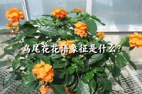 鸟尾花花语象征是什么？