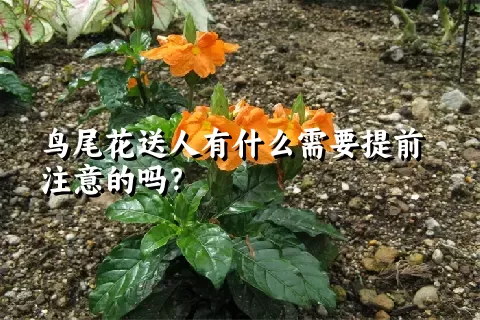 鸟尾花送人有什么需要提前注意的吗？