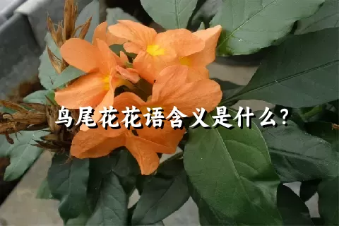 鸟尾花花语含义是什么？