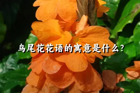 鸟尾花花语的寓意是什么？