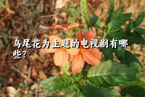 鸟尾花为主题的电视剧有哪些？